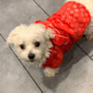 Meet your Posher, Shavon